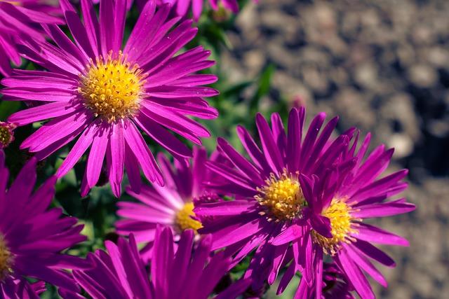 Aster Novi Belgii 'magic Pink' - View 24 from www redcrocus com
