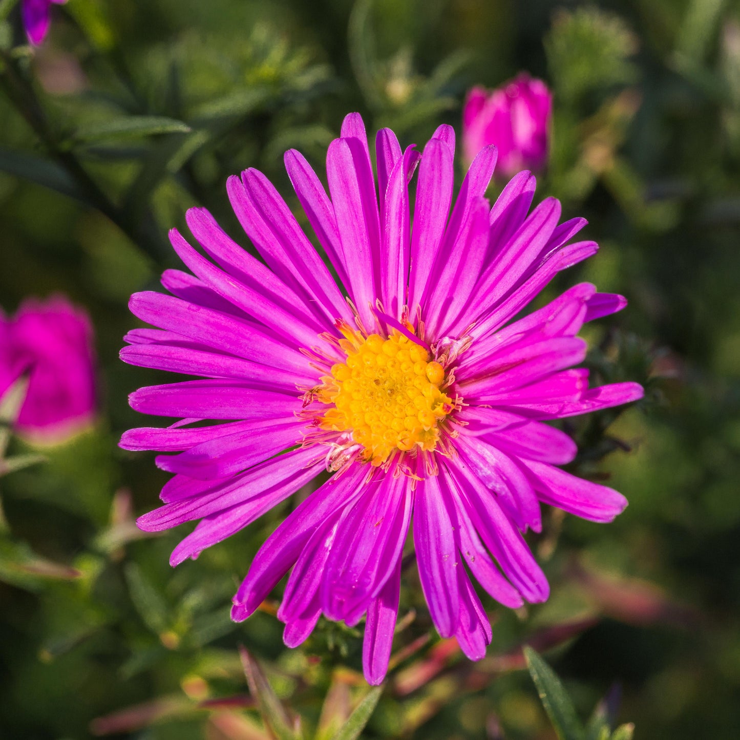 Aster Novi Belgii 'magic Pink' - View 26 from www redcrocus com
