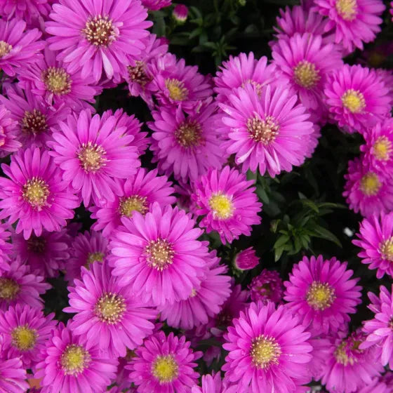 Aster Novi Belgii 'magic Pink' - View 6 from www redcrocus com