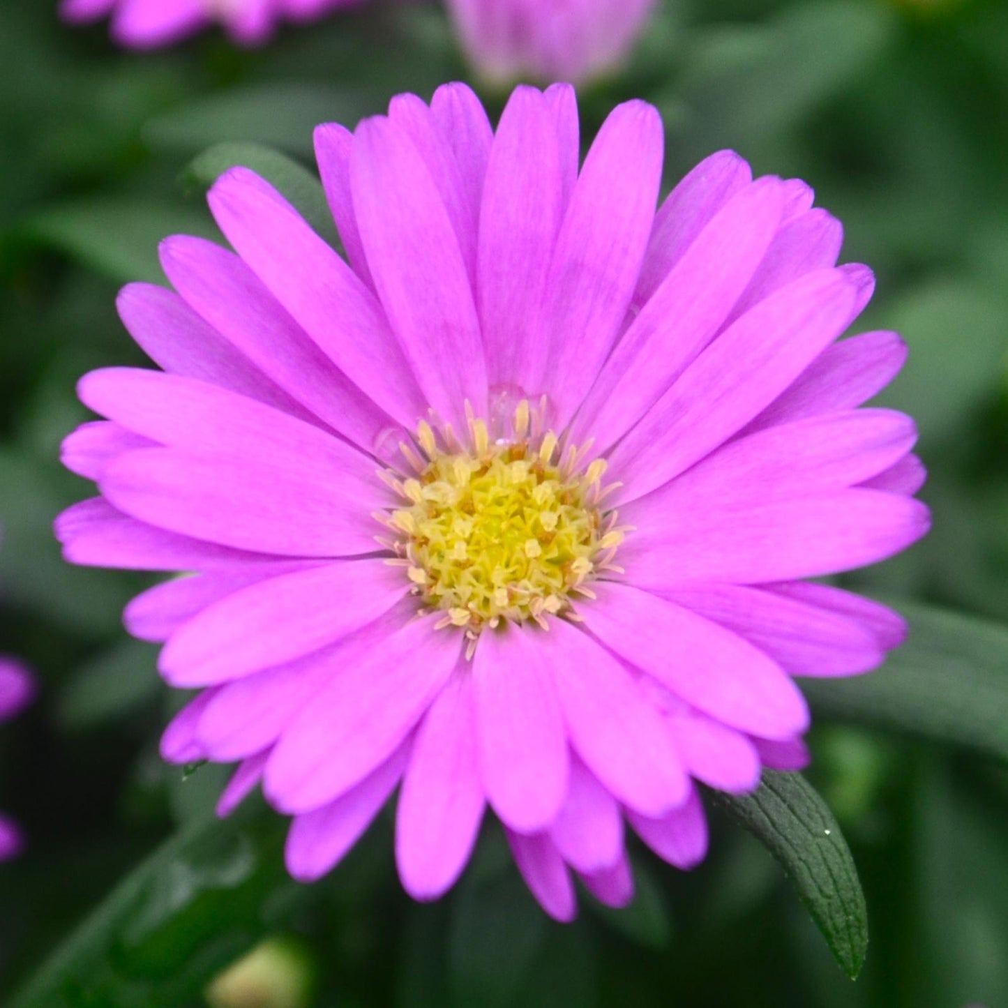 Aster Novi Belgii 'magic Pink' - View 7 from www redcrocus com