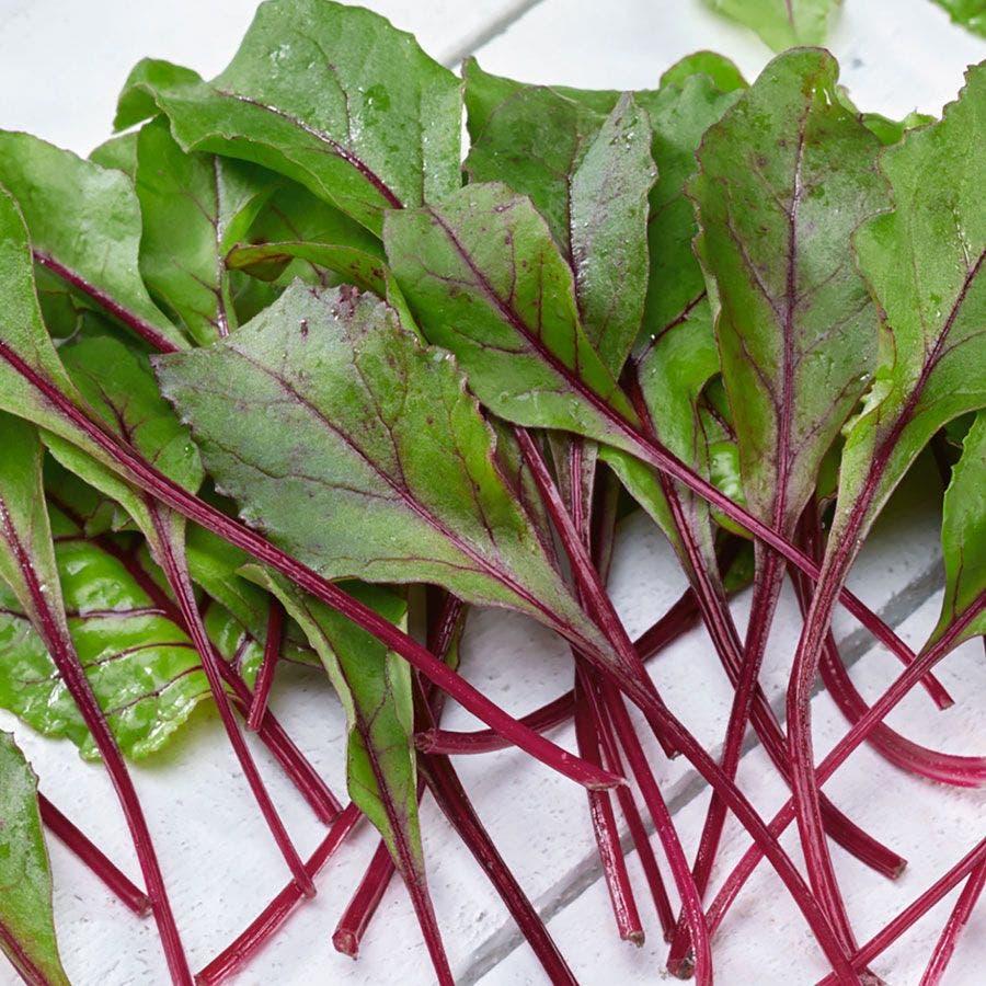 Beet 'bull's Blood' - View 12 from www redcrocus com