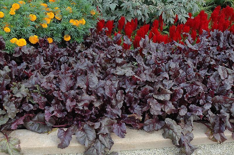 Beet 'bull's Blood' - View 16 from www redcrocus com