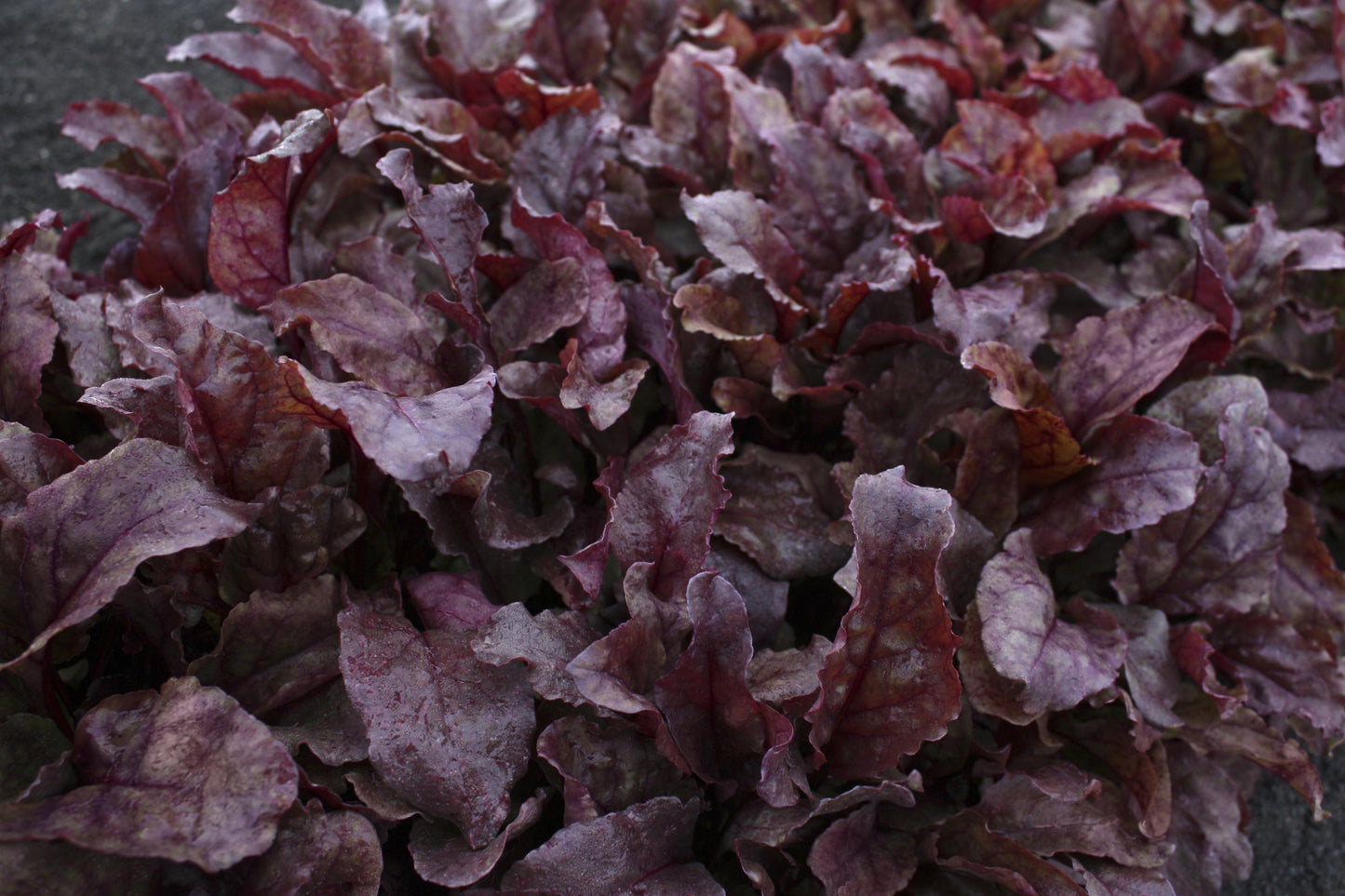 Beet 'bull's Blood' - View 19 from www redcrocus com