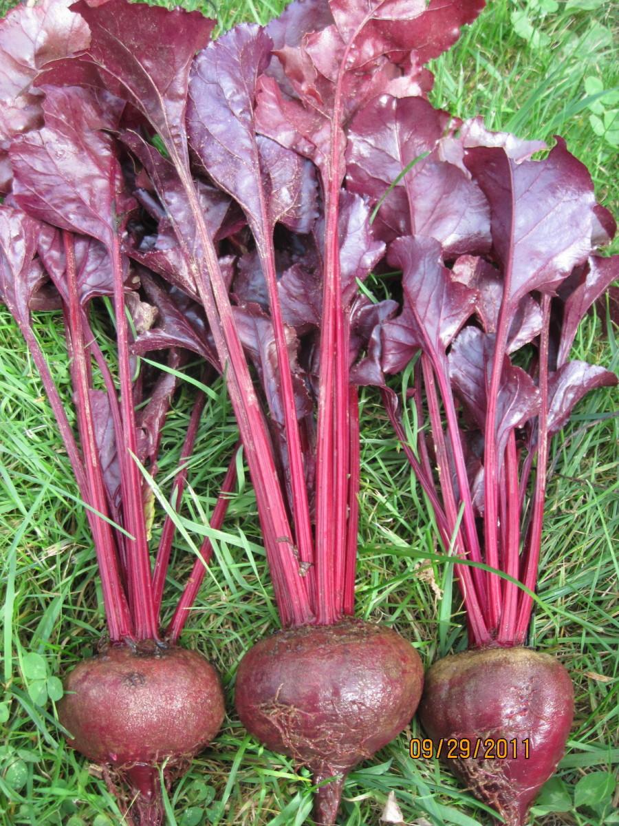 Beet 'bull's Blood' - View 2 from www redcrocus com