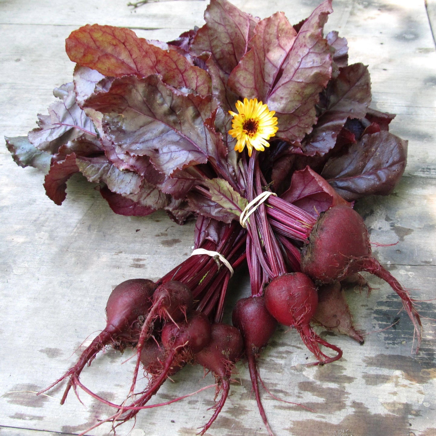 Beet 'bull's Blood' - View 3 from www redcrocus com