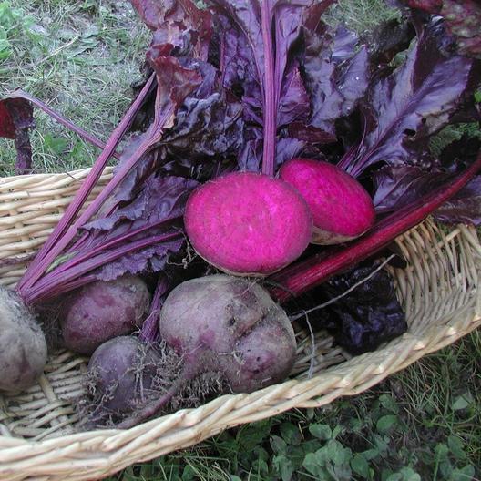 Beet 'bull's Blood' - View 9 from www redcrocus com