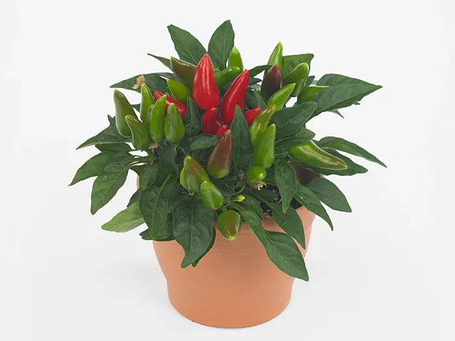 Pepper, Ornamental 'salsa Red' - View 10 from www redcrocus com