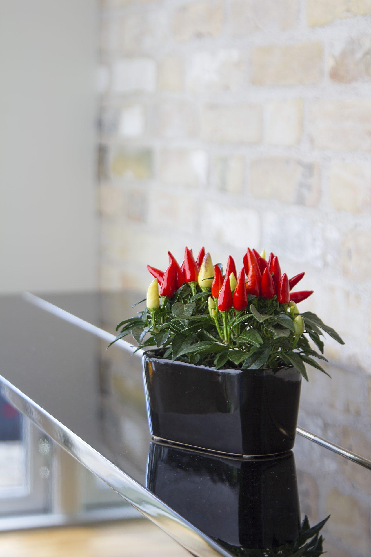 Pepper, Ornamental 'salsa Red' - View 2 from www redcrocus com