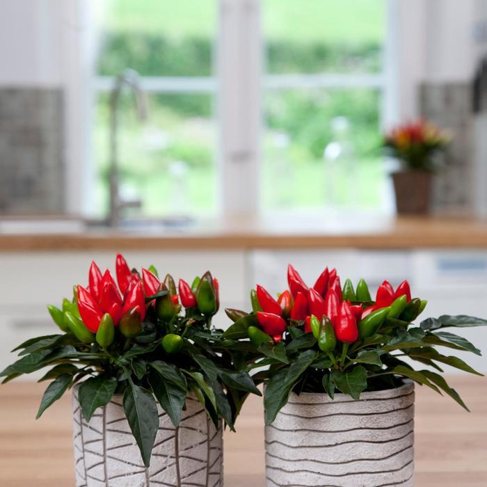 Pepper, Ornamental 'salsa Red' - View 4 from www redcrocus com