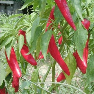 Pepper, Ornamental 'salsa Red' - View 5 from www redcrocus com