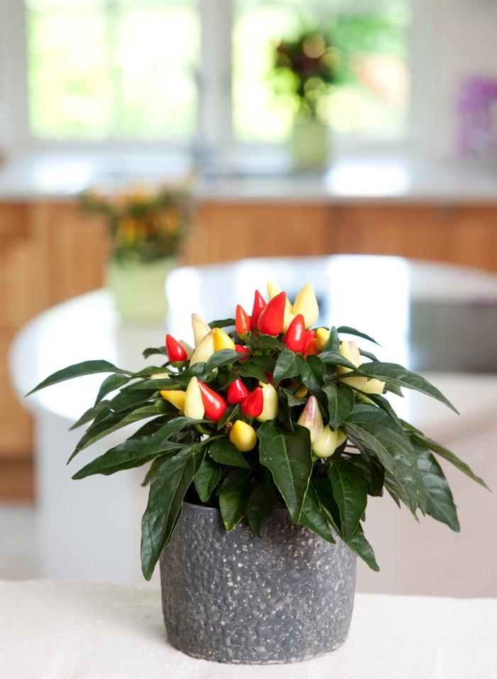 Pepper, Ornamental 'salsa Red' - View 6 from www redcrocus com