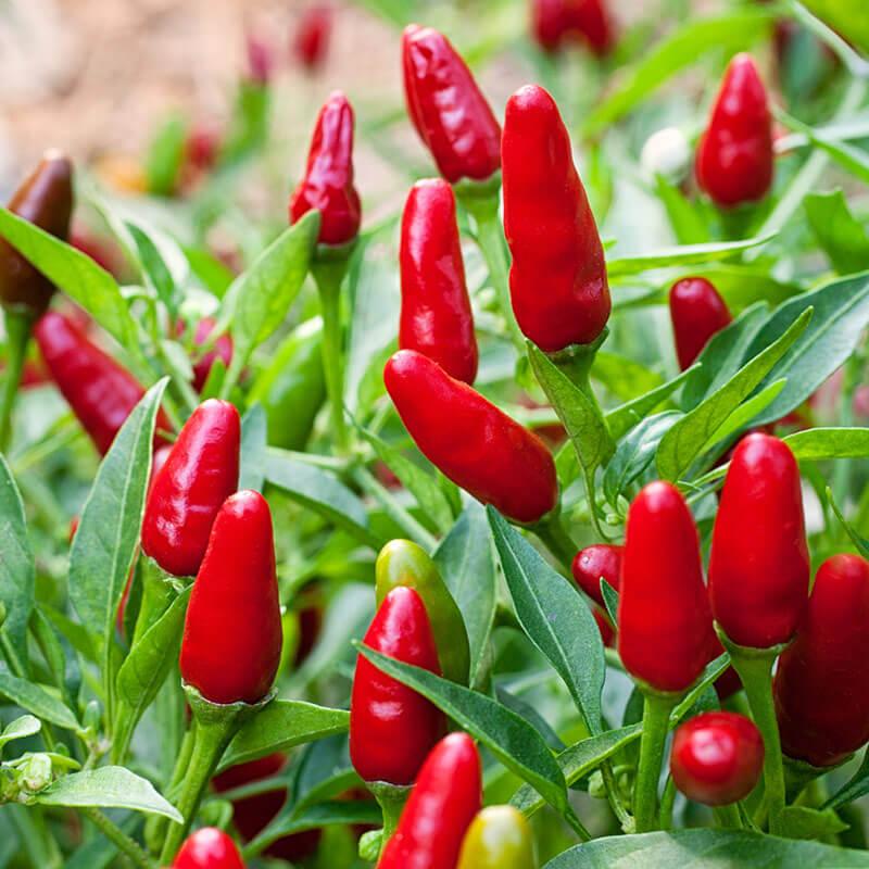Pepper, Ornamental 'salsa Red' - View 7 from www redcrocus com