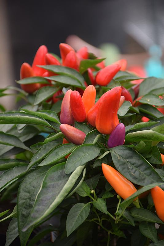 Pepper, Ornamental 'salsa Red' - View 8 from www redcrocus com