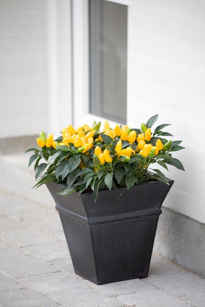 Pepper, Ornamental 'salsa Yellow' - View 10 from www redcrocus com