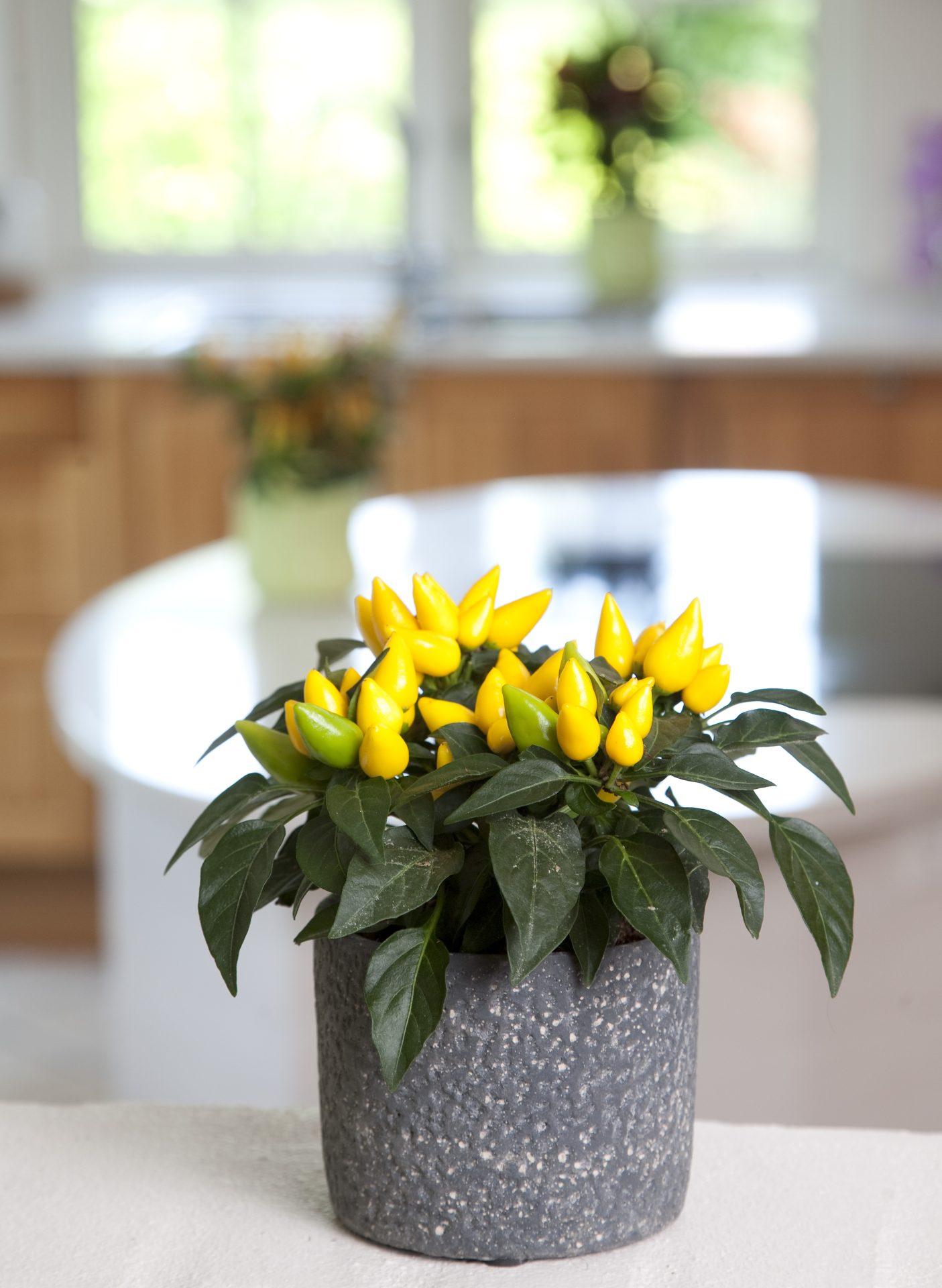 Pepper, Ornamental 'salsa Yellow' - View 2 from www redcrocus com