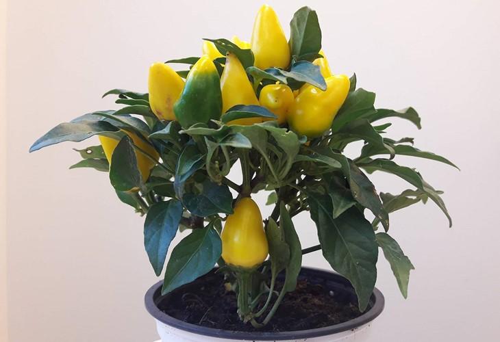 Pepper, Ornamental 'salsa Yellow' - View 3 from www redcrocus com