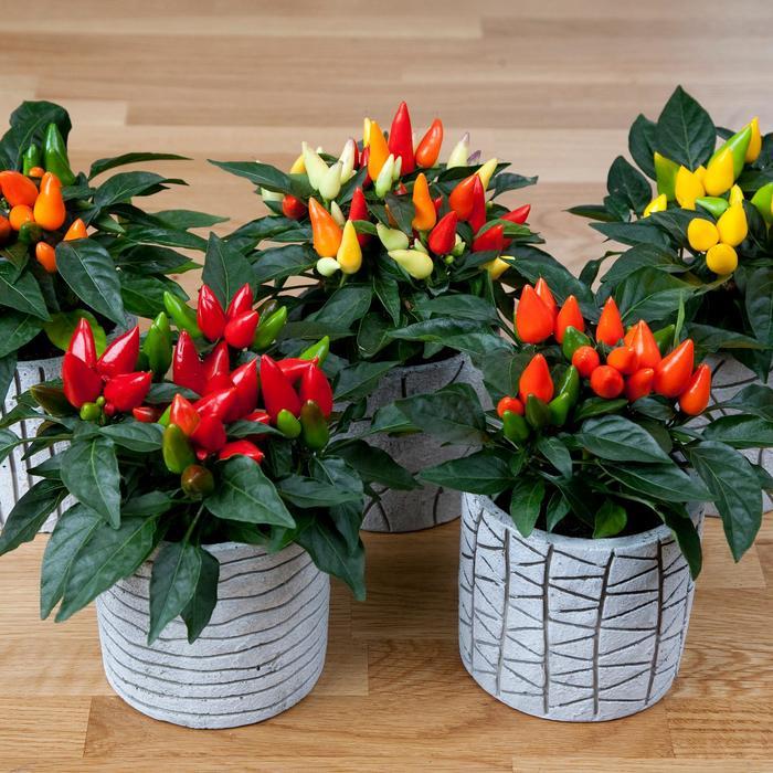Pepper, Ornamental 'salsa Yellow' - View 4 from www redcrocus com