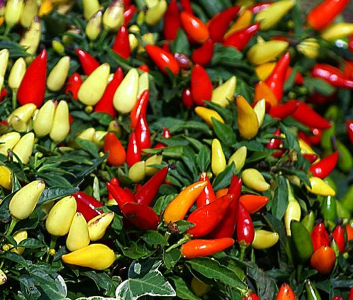 Pepper, Ornamental 'salsa Yellow' - View 5 from www redcrocus com