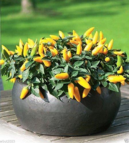 Pepper, Ornamental 'salsa Yellow' - View 6 from www redcrocus com