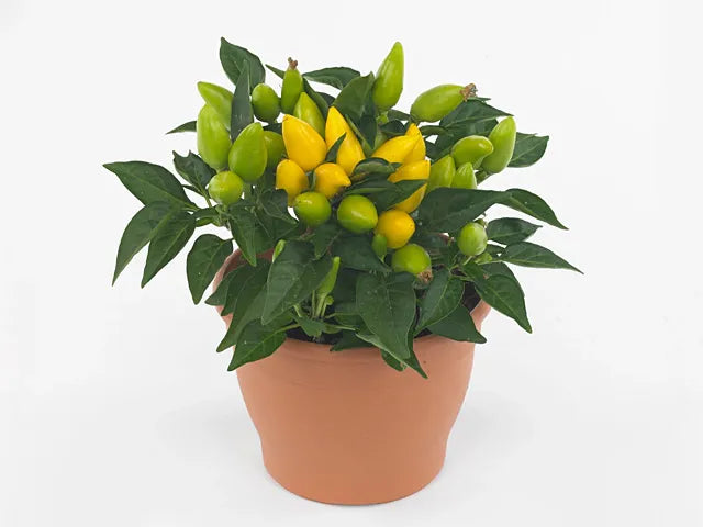 Pepper, Ornamental 'salsa Yellow' - View 7 from www redcrocus com