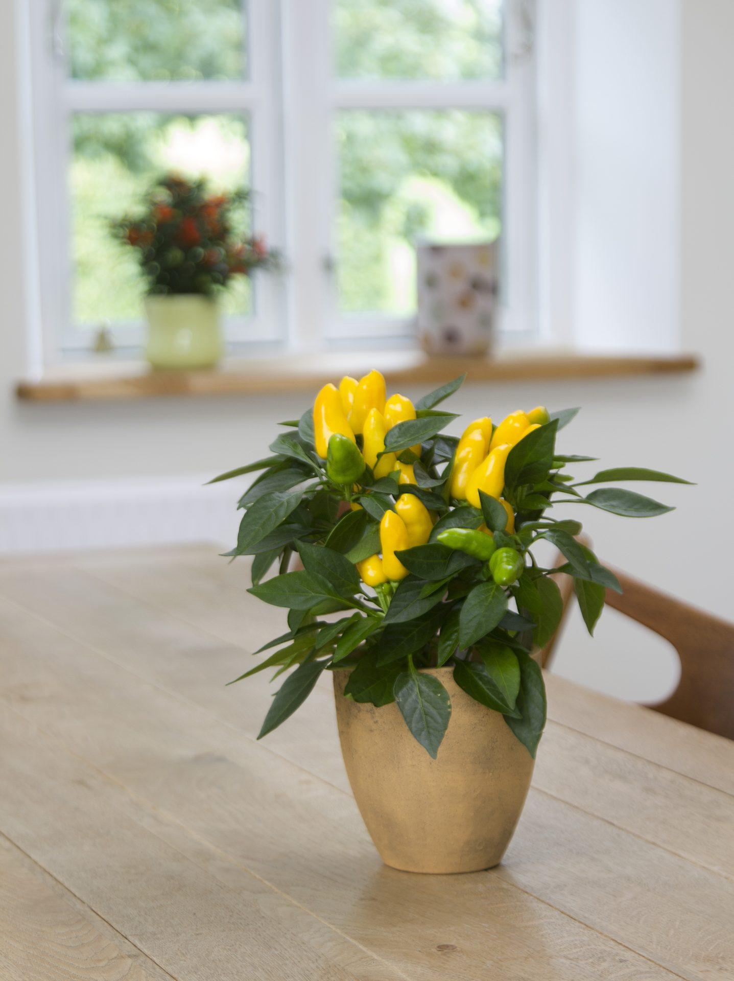 Pepper, Ornamental 'salsa Yellow' - View 8 from www redcrocus com