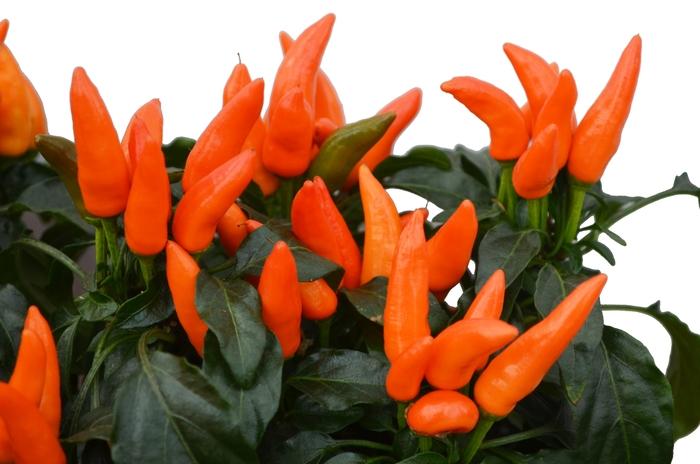 Pepper, Ornamental 'salsa Dark Orange' - View 1 from www redcrocus com