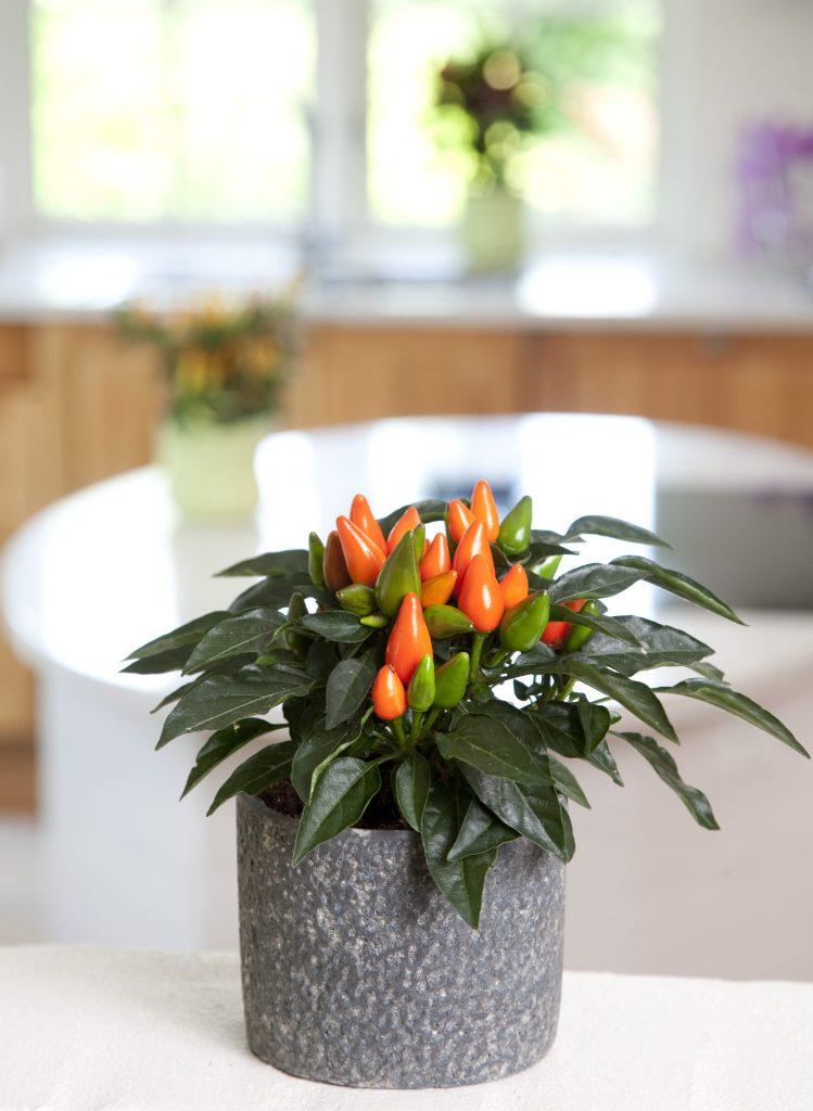 Pepper, Ornamental 'salsa Dark Orange' - View 3 from www redcrocus com