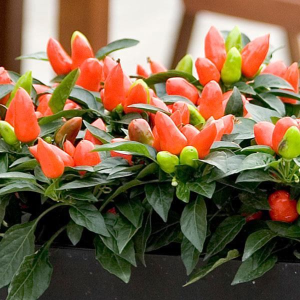 Pepper, Ornamental 'salsa Dark Orange' - View 5 from www redcrocus com