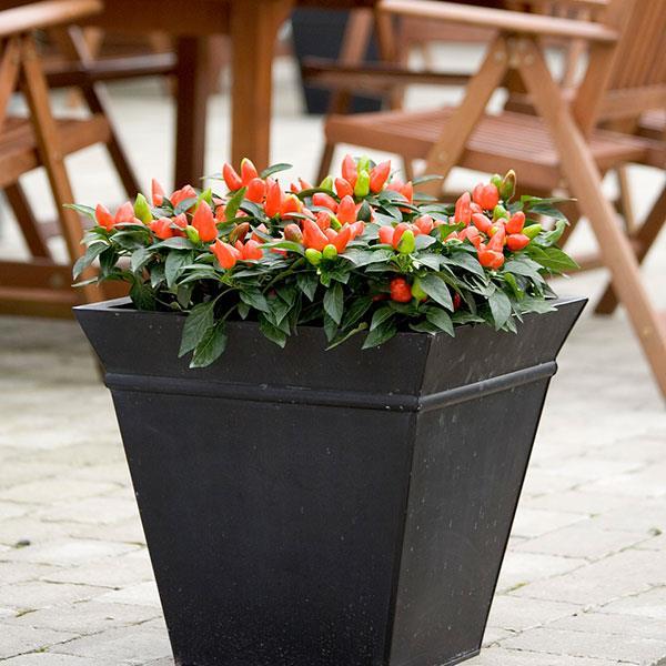 Pepper, Ornamental 'salsa Dark Orange' - View 7 from www redcrocus com