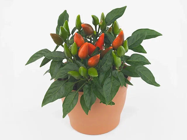 Pepper, Ornamental 'salsa Dark Orange' - View 8 from www redcrocus com