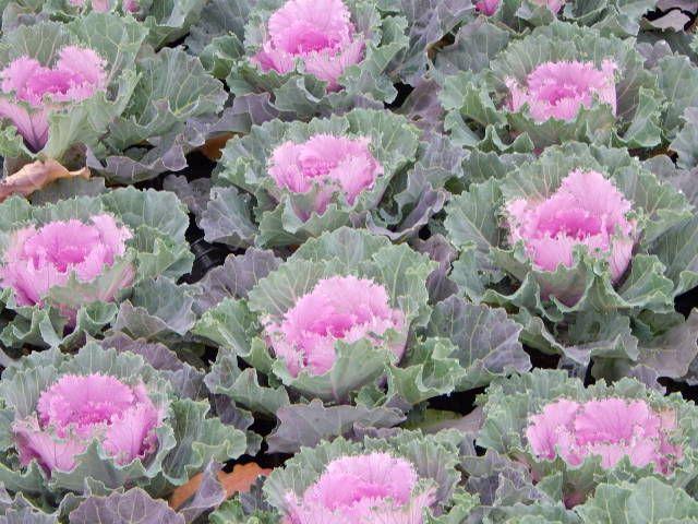 Cabbage 'songbird Pink' - View 3 from www redcrocus com