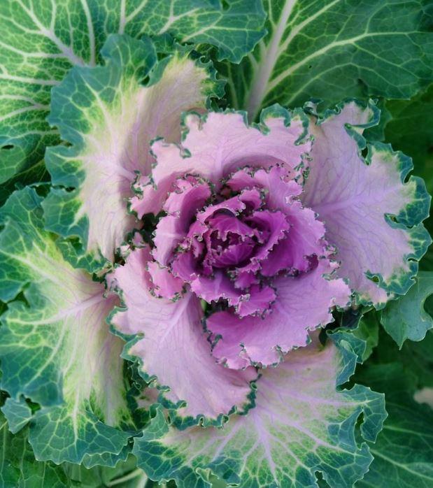 Cabbage 'songbird Pink' - View 7 from www redcrocus com