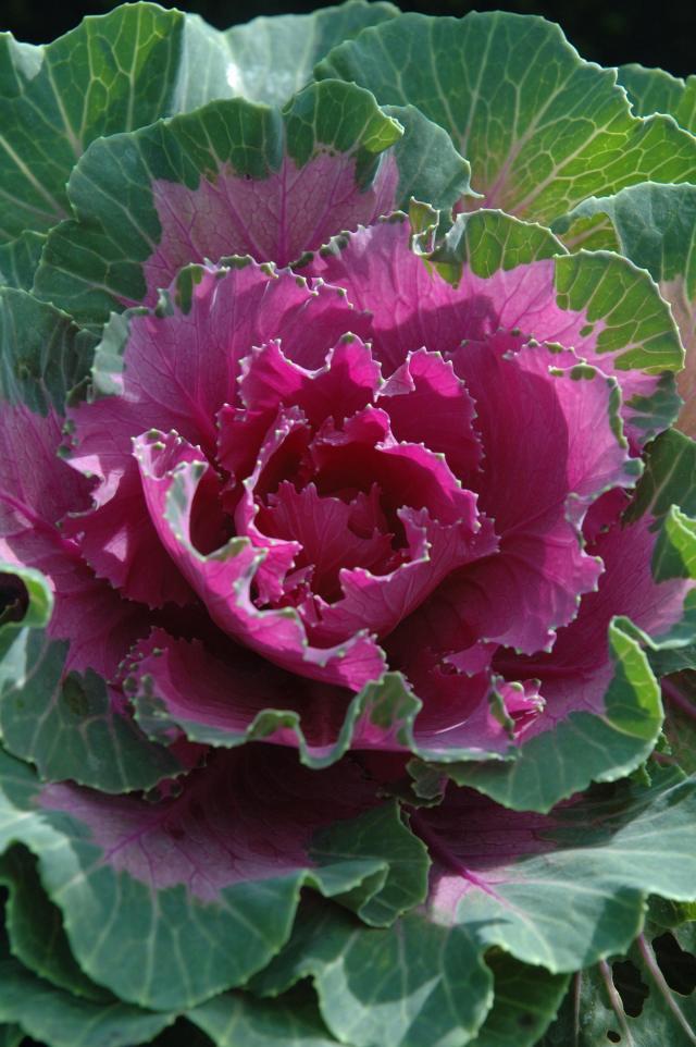Cabbage 'songbird Red' - View 11 from www redcrocus com