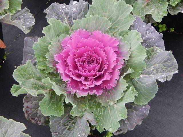 Cabbage 'songbird Red' - View 12 from www redcrocus com