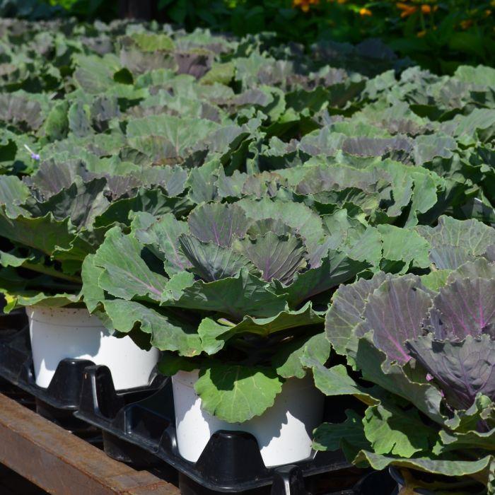 Cabbage 'songbird Red' - View 13 from www redcrocus com