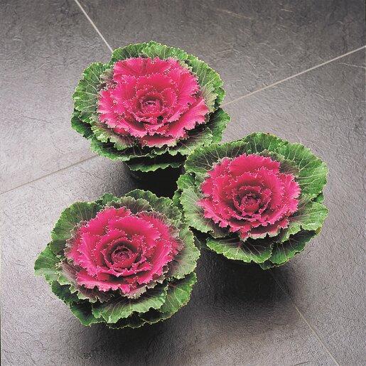Cabbage 'songbird Red' - View 2 from www redcrocus com