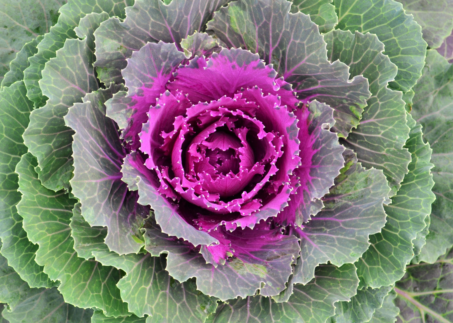 Cabbage 'songbird Red' - View 3 from www redcrocus com