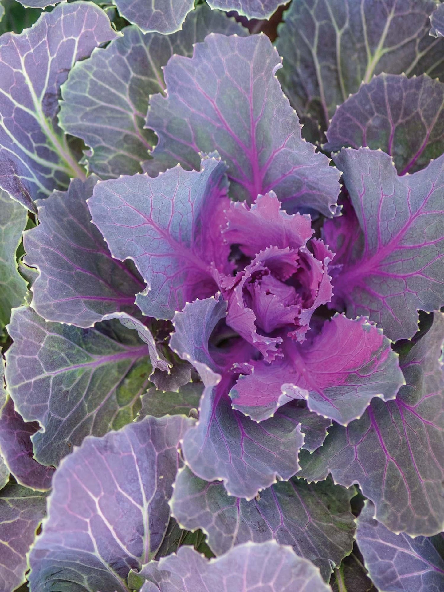 Cabbage 'songbird Red' - View 4 from www redcrocus com