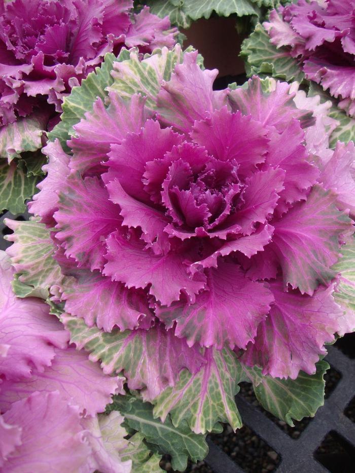 Cabbage 'songbird Red' - View 5 from www redcrocus com