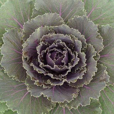 Cabbage 'songbird Red' - View 6 from www redcrocus com