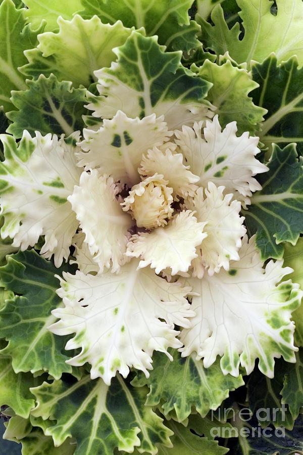 Cabbage 'songbird White' - View 11 from www redcrocus com