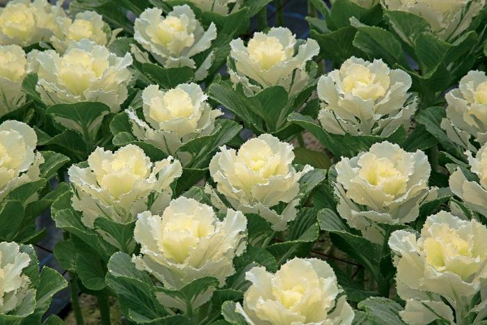 Cabbage 'songbird White' - View 12 from www redcrocus com