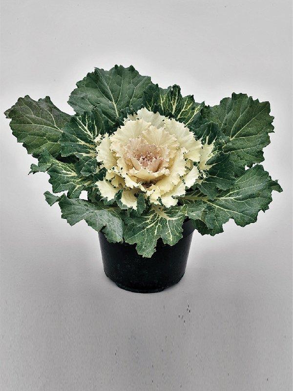 Cabbage 'songbird White' - View 15 from www redcrocus com