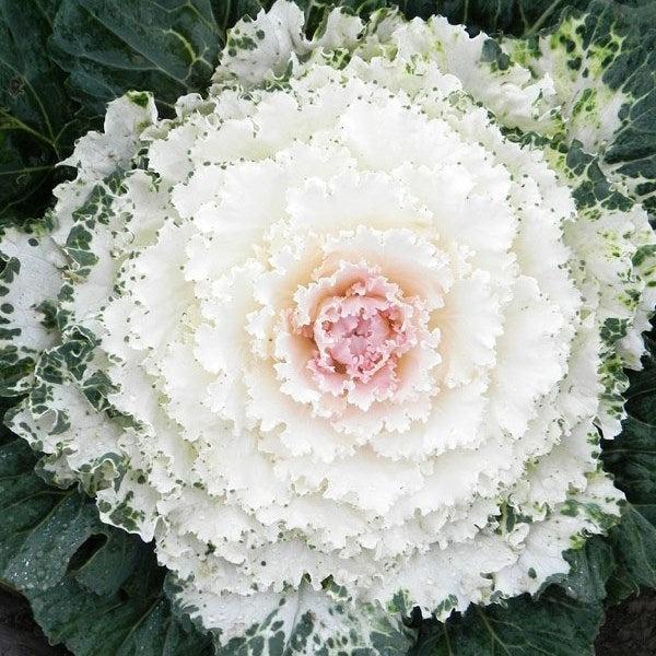 Cabbage 'songbird White' - View 1 from www redcrocus com