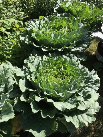 Cabbage 'songbird White' - View 3 from www redcrocus com