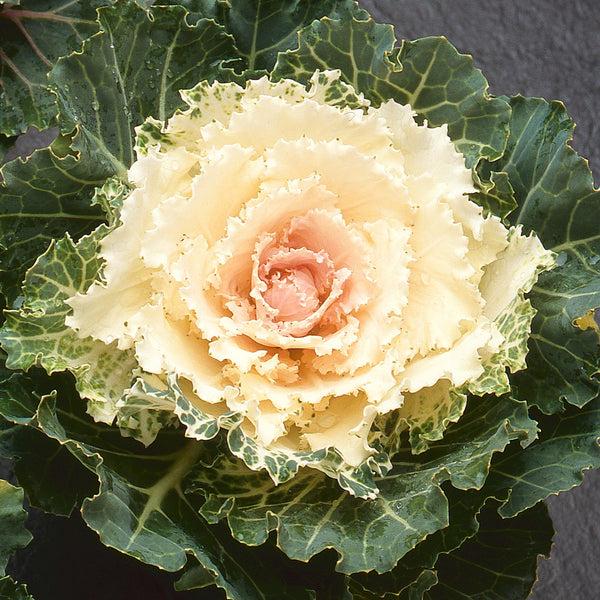 Cabbage 'songbird White' - View 4 from www redcrocus com
