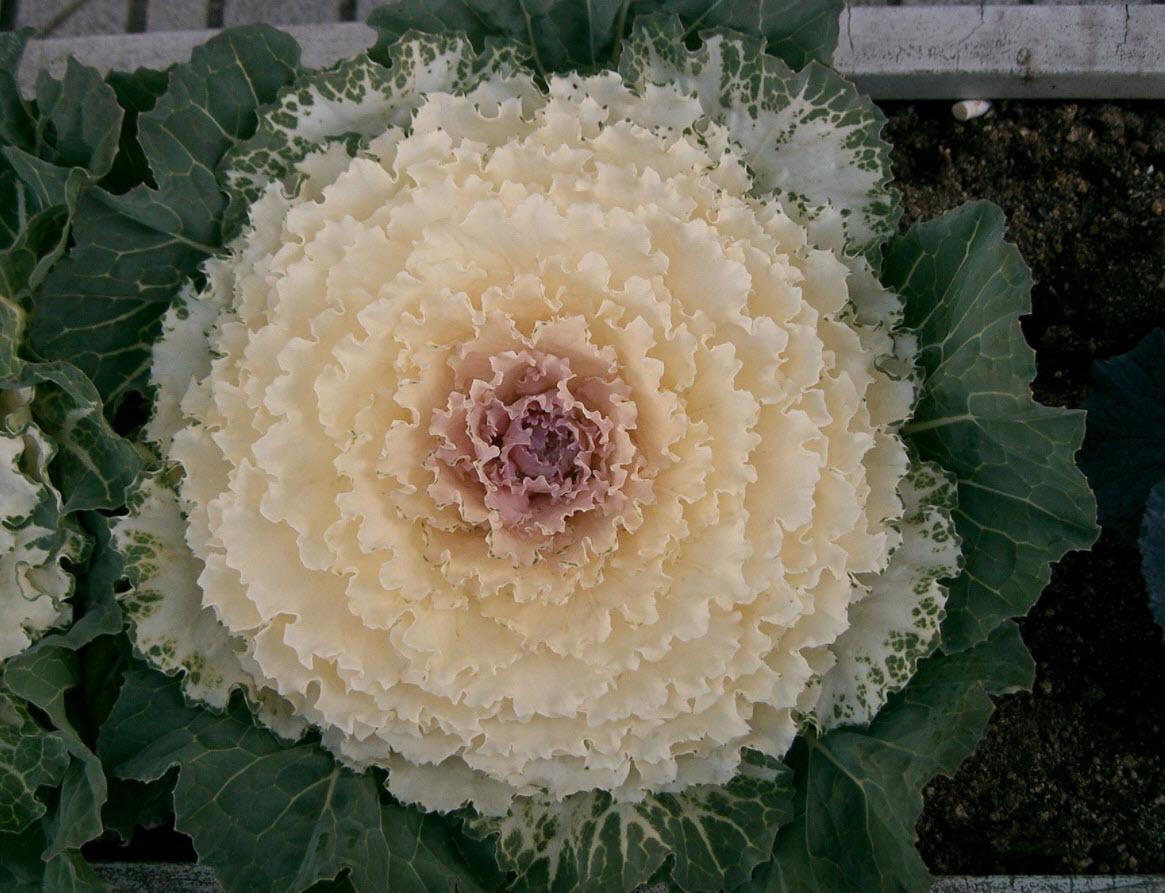 Cabbage 'songbird White' - View 5 from www redcrocus com