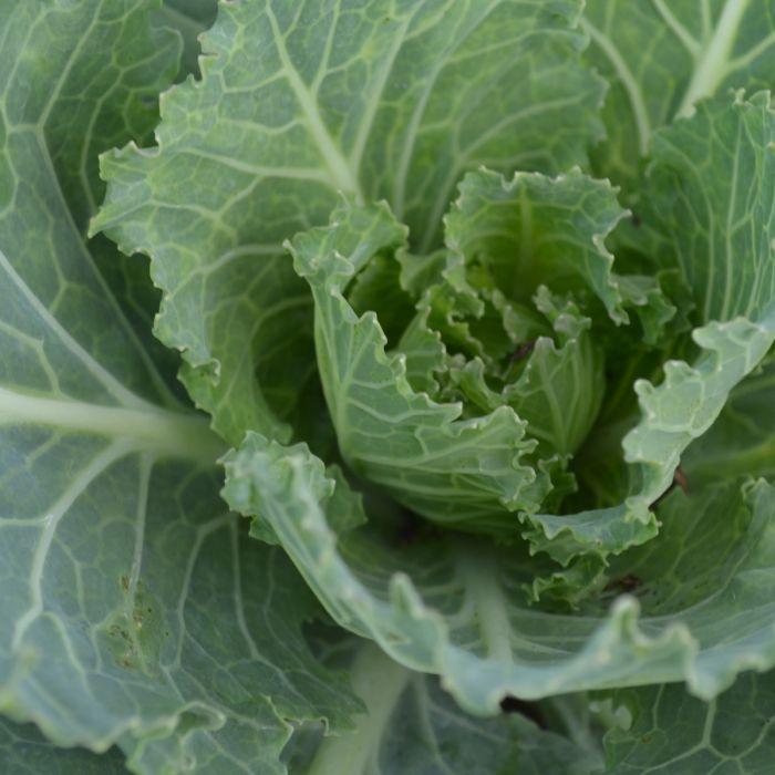 Cabbage 'songbird White' - View 6 from www redcrocus com