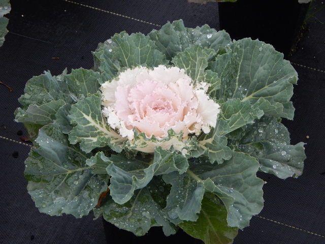 Cabbage 'songbird White' - View 7 from www redcrocus com