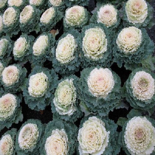 Cabbage 'songbird White' - View 8 from www redcrocus com
